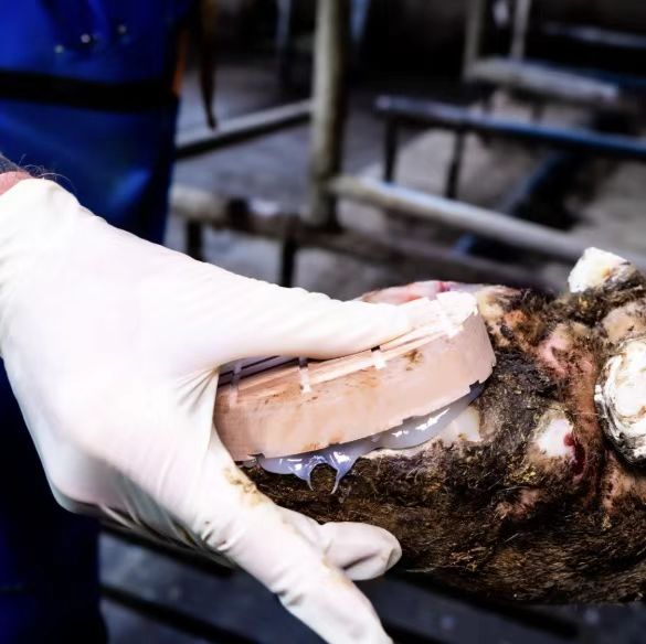 A hoof care specialist applying a protective hoof block with adhesive to support healing and prevent lameness in livestock.